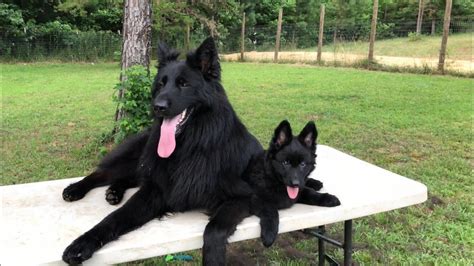 Beautiful coats, disposition, and conformation. Solid black German Shepherd puppy for sale - YouTube