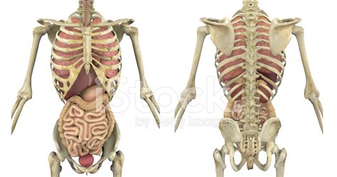 Torso Skeleton With Internal Organs Front And Back Stock Photos