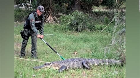 11 Foot Alligator Blocks Traffic On Florida Highway Cnn