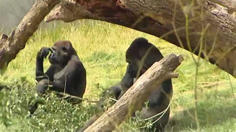 Touching Footage Gorilla Brothers Reunited At Longleat After Three