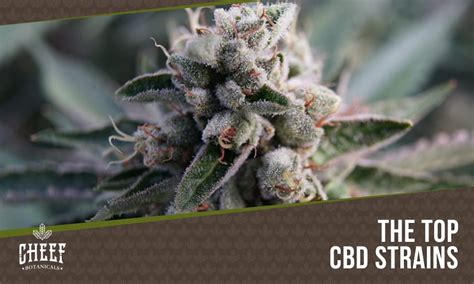 9 best cbd strains top hemp strains you must try cheef botanicals