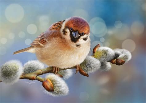 Animals Birds Plants Twigs Artwork Sparrow Hd Wallpaper