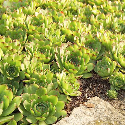 10 Great Groundcover Plants Better Homes And Gardens