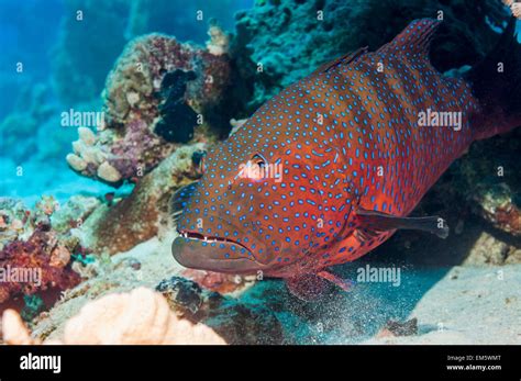Red Sea Coral Zackenbarsch Plectropomus Pessuliferus Vor Ägypten