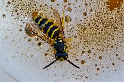 wasp drowning in spezial hell beer system slave flickr