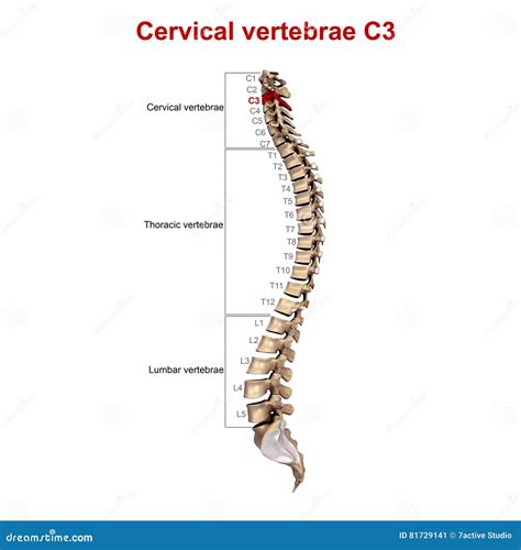 Cervical Vertebrae C3 Stock Image Image Of Skeleton 81729141