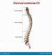 Cervical vertebrae C3 stock image. Image of skeleton - 81729141