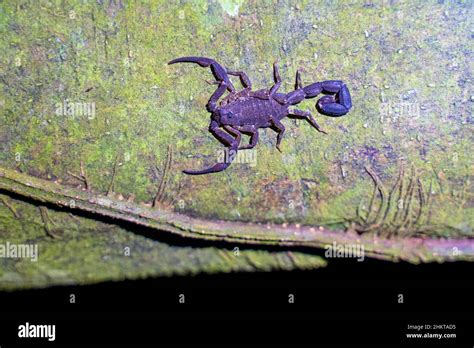 Scorpion Amazon Rainforest Peru Stock Photo Alamy
