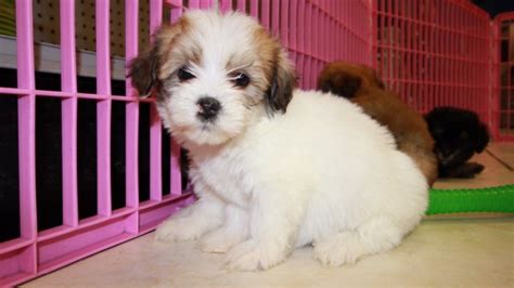 Puppies For Sale Local Breeders Adorable Havachon Puppies For Sale