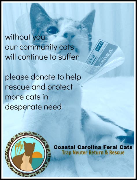 Coastal Carolina Feral Cats Tnr And Rescue Is A No Kill Tnrrescue And