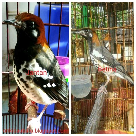 Download mp3 decu kembang dan video mp4 gratis. Burung Decu Kembang Jantan Dan Betina : Cara Membedakan Kelamin Tledekan Jantan dan Betina ...