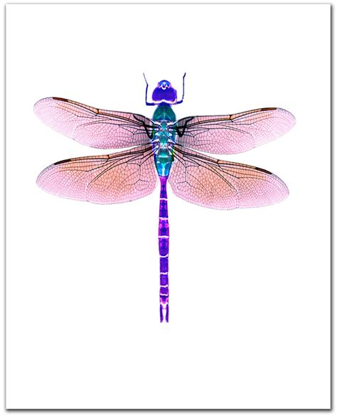 Dragonfly Watercolor Giclee Print Violet Dragonfly Painting Dragonfly