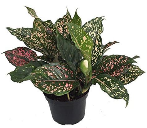 Pink Dalmation Chinese Evergreen Plant Aglaonema Grows In Dim Light 6