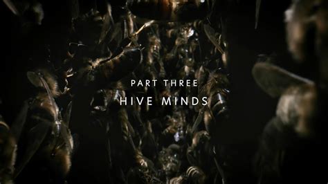 Planet Insect Part Three Hive Minds Tv Episode 2022 Imdb