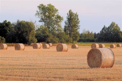 Image Libre Agriculture Campagne Paille Champ Botte De Foin