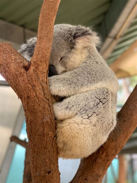 21 Koala Bear Iphone Wallpaper Bizt Wallpaper