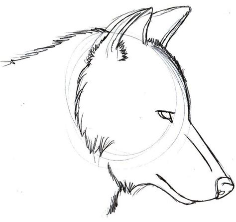 Wolf Drawings For Beginners