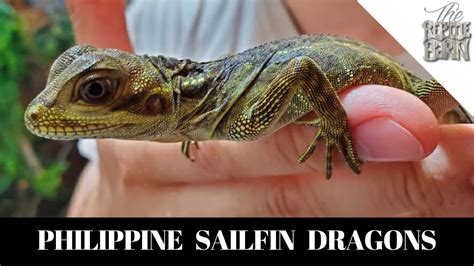 Philippine Sailfin Dragon Babies Update Youtube