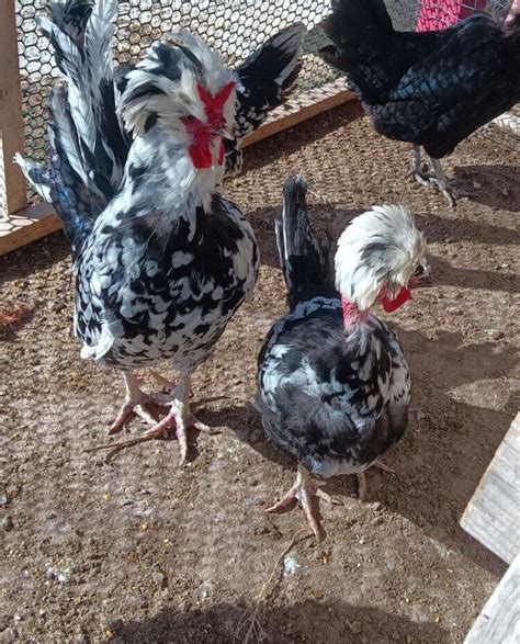 Houdan X Naked Neck Turken Chicken Fertile Hatching Eggs Ebay