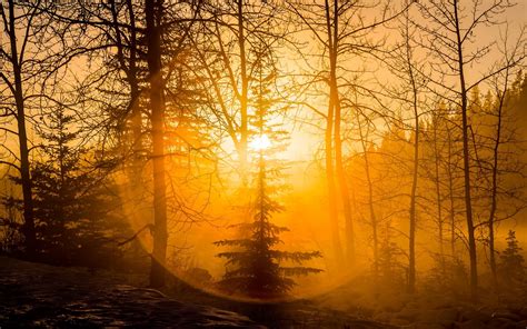Photography Nature Landscape Forest Sunset Mist Amber Halo