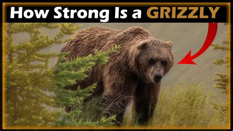 How Strong Is A Grizzly Bear Youtube