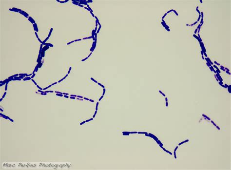 Bacillus Megaterium X Marc Perkins Photography