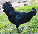 all Black rooster | New ERa farmer | Pinterest | Roosters, Search and Black