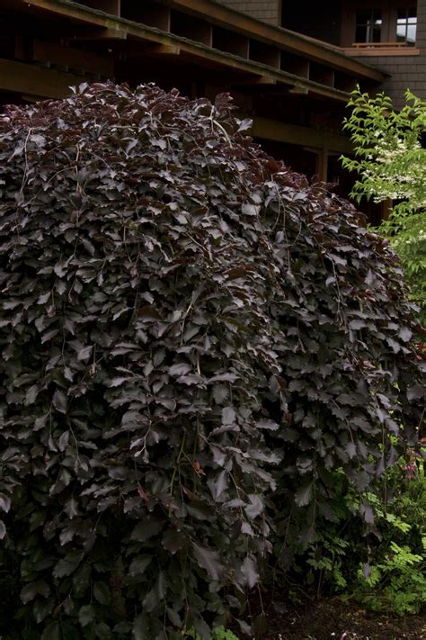 Purple Leaf Weeping European Beech Monrovia Purple Leaf Weeping