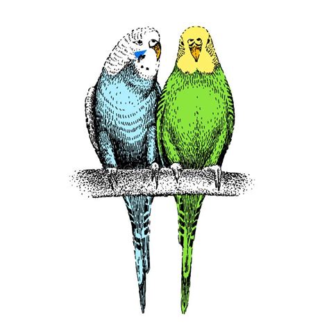 Budgerigars Sketch Two Common Shell Parakeets Hand Drawn Budgies On