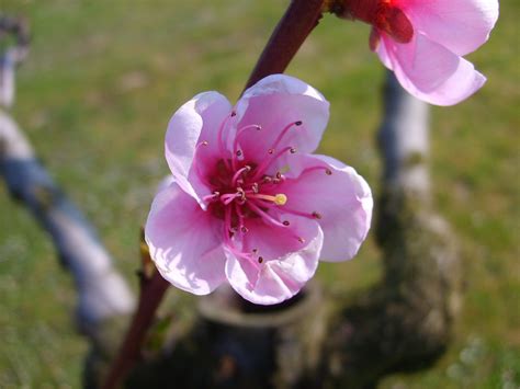 Peach In Blossom 2 Free Photo Download Freeimages