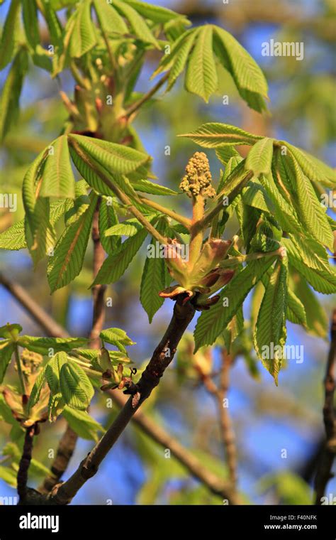 Horse Chestnut Tree Aesculus Hippocastanum Leaf Hi Res Stock