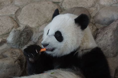 1 Year Old Touhin 桃浜 2015 12 11 Panda Bear Panda Love Panda