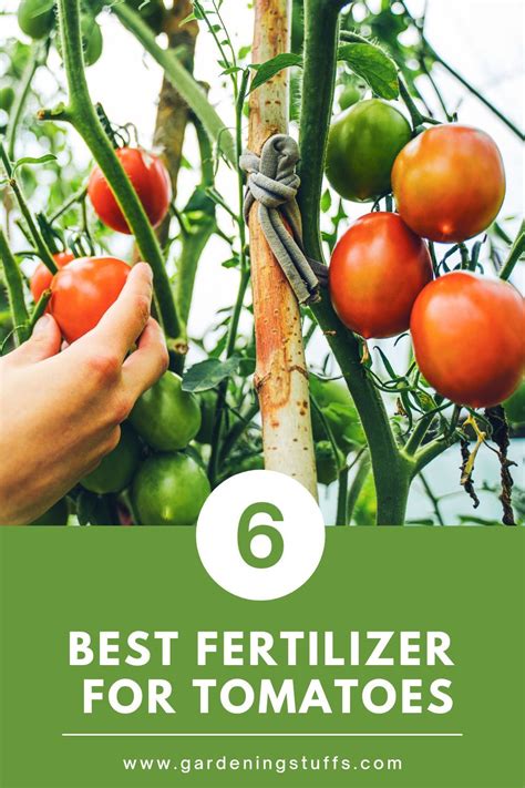 6 Best Fertilizer For Tomatoes Tomato Fertilizer Tomato Plant Food