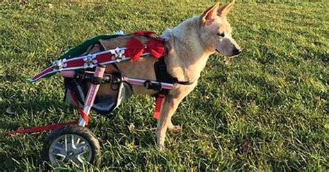 If it's one of his back legs that's broken you can use a sling or a towel under his belly to help him get up and to support him as he walks. Dog With A Broken Spine, Cut-Off Legs Finds New Home ...