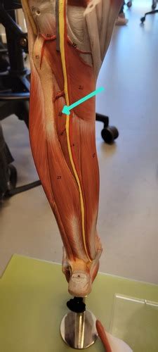 Ch9 Muscles Leg Model Lab Exam Prep Flashcards Quizlet