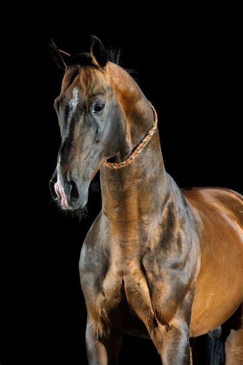 Golden Bay Akhal Teke Horse On The Dark Background Stock Photo Image