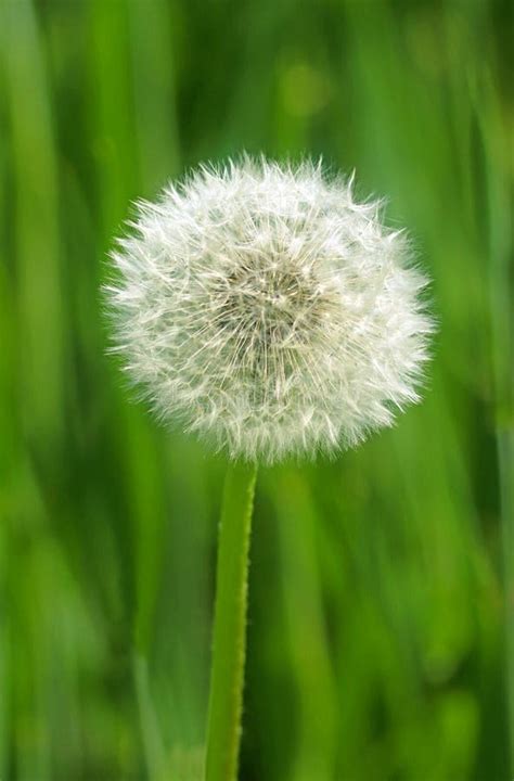 White Dandelion Blowball In Front Of A Green Field Stock Photo Image