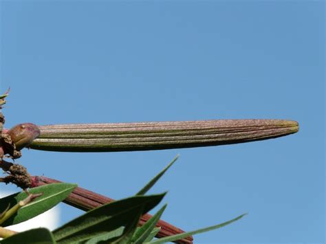 Oleander Fruit Grows On The Bush Free Image Download