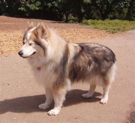 Dog Of The Day Lilah The Husky With A Dash Of Timber