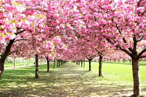 Diez Destinos Espectaculares Para Ver Cerezos En Flor 4 Vaulttravel