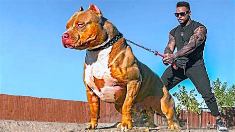 20 Most Muscular Dog Breeds In The World Youtube