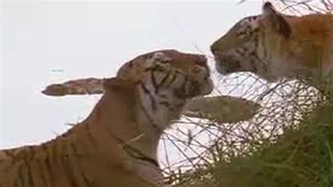 Risky Courtship For Tigers Of The Emerald Forest India BBC Studios
