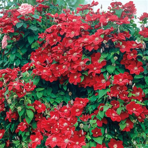 Spring Hill Nurseries 2 In Pot Rouge Cardinal Clematis Vine Red
