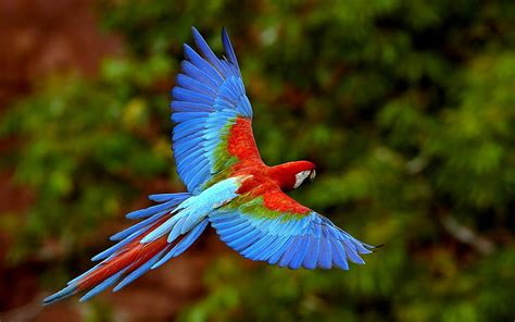 Birds Exotic Macaws Parrot Hd Wallpaper Wallpaperbetter