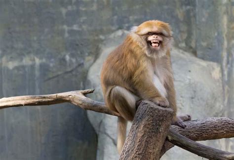 Maymunlar Hakkında Inanılmaz Gerçekler Evcil Hayvan Sayfa 2