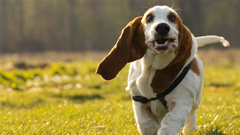 Basset Hounds A Comprehensive Guide For New Dog Owners Pethelpful