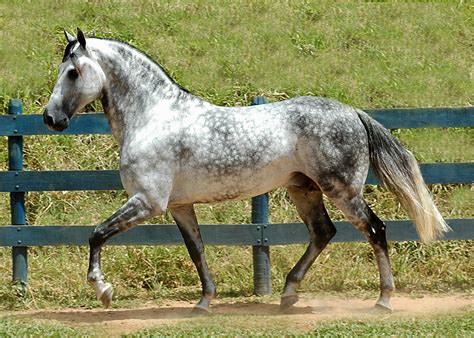 Dark Dapple Grey Horse