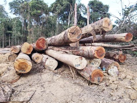 木, logs, wood, balak, lumber, timber, sawlogs, teak wood, veneer logs, lumberjacks. Syarikat pengendali kayu balak, Jabatan Perhutanan diserbu ...