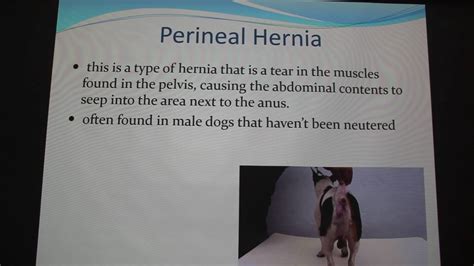 Hernias In Pets Youtube
