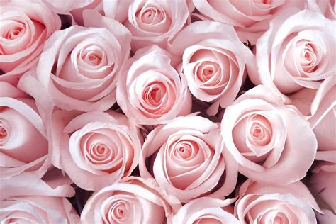 18 Rose Color Meanings That Are Just More Than Romantic 2022